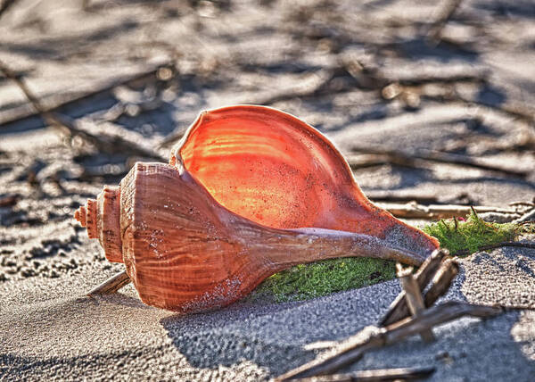 Inlet Art Print featuring the photograph Shell in the Sun by Mike Covington