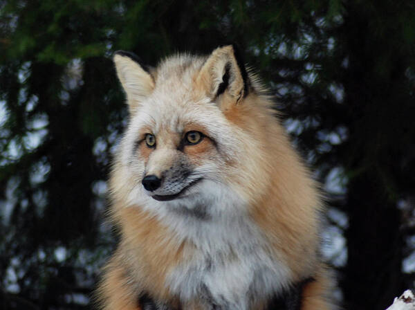 Fox Art Print featuring the photograph Sierra's Profile by Richard Bryce and Family