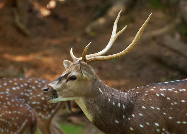 Sika Art Print featuring the photograph Sika Deer chewing grass by Flees Photos