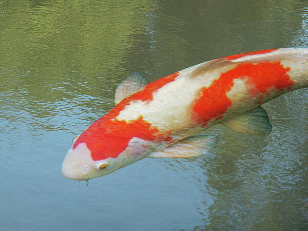 Fish Art Print featuring the photograph Single Red and White Koi by Gill Billington
