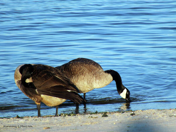 Geese Art Print featuring the photograph Sipping and Preening on the Beach by Kimmary MacLean