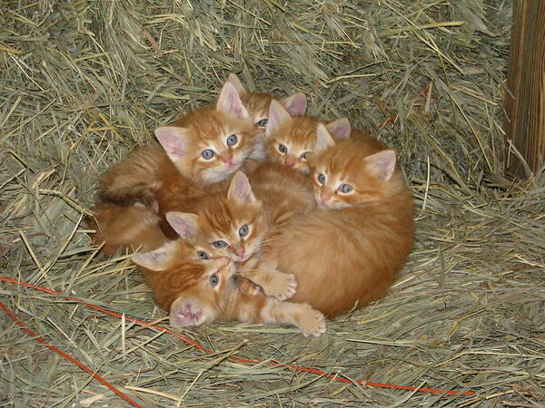 Kittens Art Print featuring the photograph Six Kittens by Keith Stokes