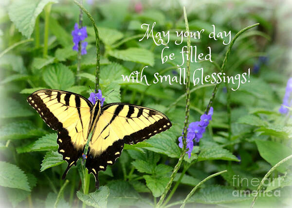 Butterflies Art Print featuring the photograph Small Blessings by Carol Groenen