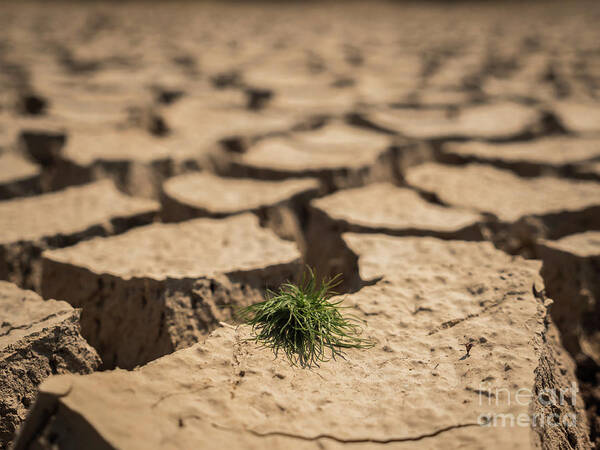 Arid Art Print featuring the photograph Small grass growth on dried and cracked soil in arid season. by Tosporn Preede