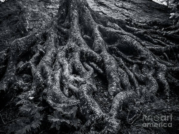 Trees Art Print featuring the photograph Smugglers' Notch Vermont Trees and Roots 2 by James Aiken