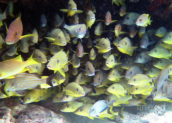 Underwater Art Print featuring the photograph Snapper Ledge by Daryl Duda