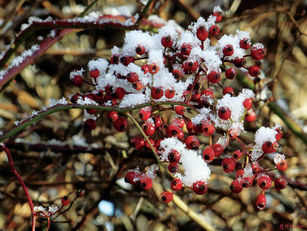 Winter Art Print featuring the photograph Snow on Berries by Celtic Artist Angela Dawn MacKay