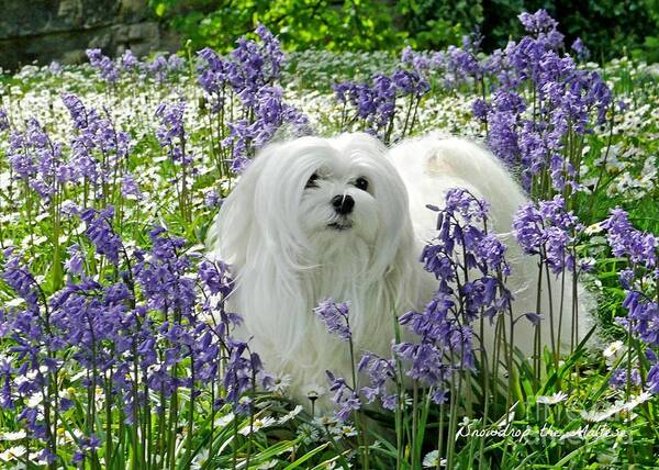 Maltese Dog Gifts Art Print featuring the mixed media Snowdrop in the Bluebell Woods by Morag Bates