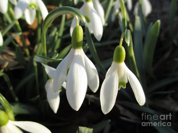 Snowdrops In The Sun Art Print featuring the photograph Snowdrops in the Sun by Martin Howard