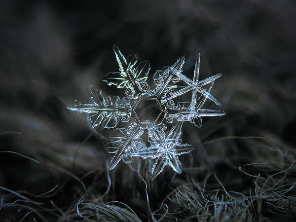 Snowflake Art Print featuring the photograph Snowflake of 19 March 2013 by Alexey Kljatov