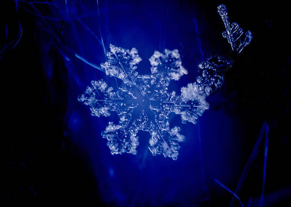 Colorado Art Print featuring the photograph Snowflake on Blue by Dawn Key