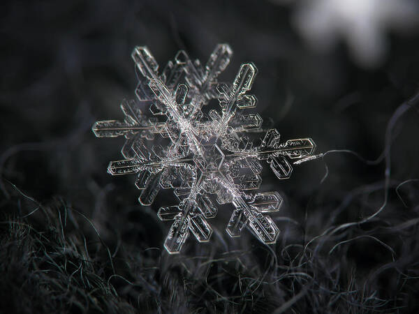 Snowflake Art Print featuring the photograph Snowflake photo - january 18 2013 grey colors by Alexey Kljatov