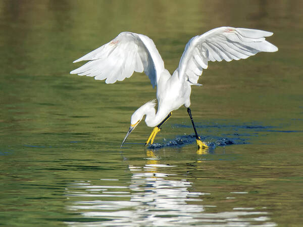 Snowy Art Print featuring the photograph Snowy Egret 5266-092117-1cr by Tam Ryan