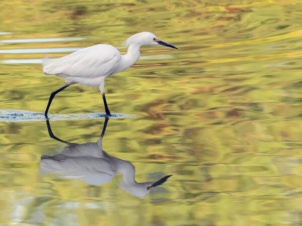Snowy Art Print featuring the photograph Snowy Egret 8846-050318-1cr by Tam Ryan