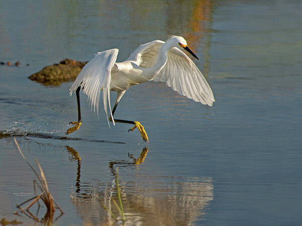 Snowy Egrets Art Print featuring the photograph Snowy Egret on the move by Judi Dressler