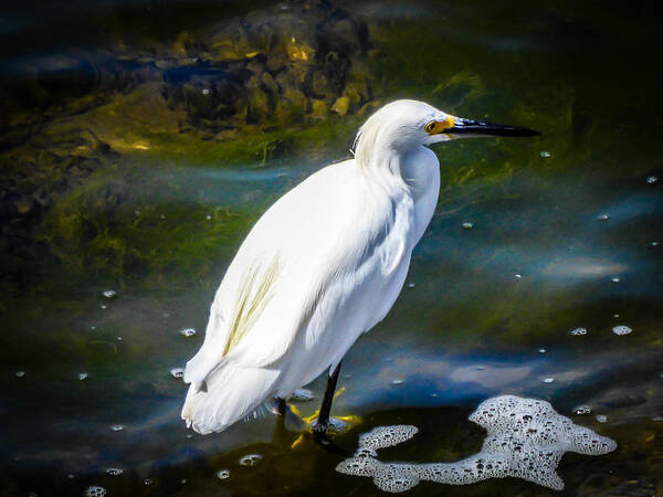 Snowy Egret Art Print featuring the photograph Snowy Egret by Pamela Newcomb