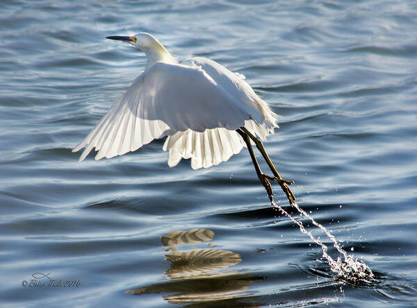 Snowy Egret Art Print featuring the photograph Snowy Egret Taking Flight With Water Streams by Brian Tada