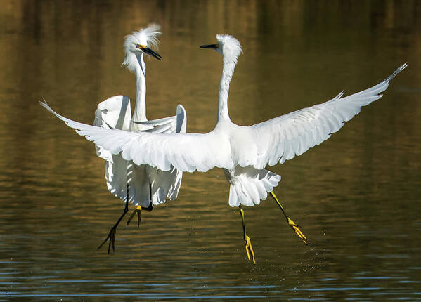 Snowy Art Print featuring the photograph Snowy Egrets Fight 3638-112317-2cr by Tam Ryan