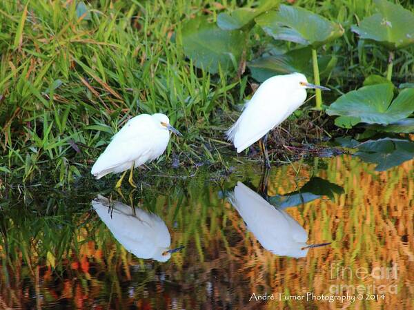 Egret Art Print featuring the photograph Snowy Pair by Andre Turner