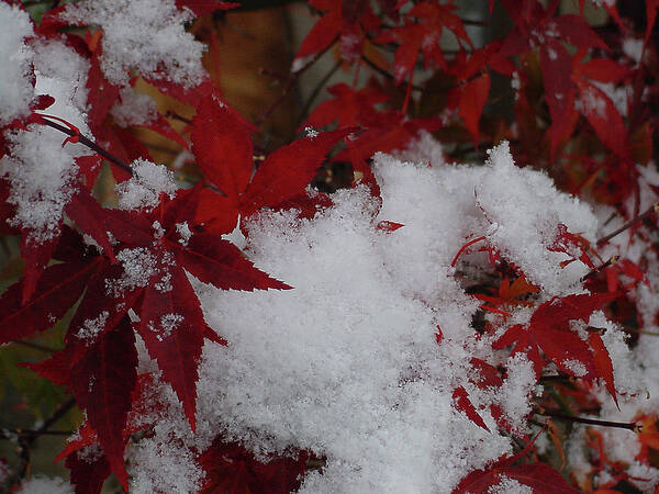 Red Art Print featuring the photograph Snowy Red Maple by Shirley Heyn