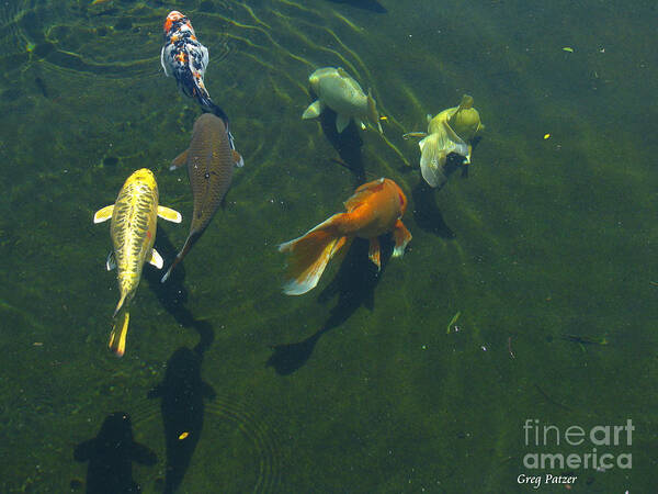 Patzer Art Print featuring the photograph So Koi by Greg Patzer