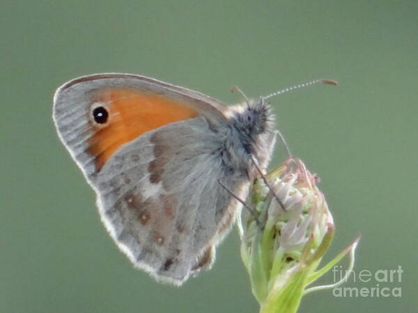 Butterfly Art Print featuring the photograph So soft by Karin Ravasio