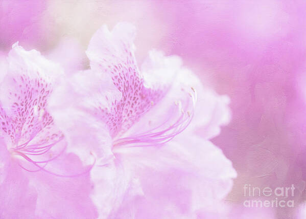 Rhododendrons Art Print featuring the photograph Soft and Lovely Pink Rhododendrons by Anita Pollak