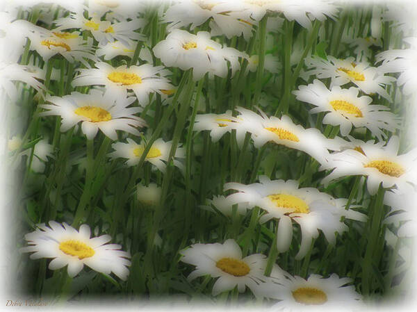 Soft Touch Daisy Art Print featuring the photograph Soft Touch Daisy by Debra   Vatalaro