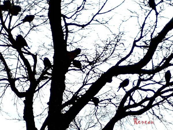 Birds Art Print featuring the photograph Something To Crow About by A L Sadie Reneau