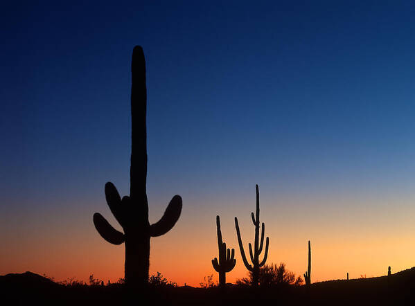 America Art Print featuring the photograph Sonora Desert sunset by Johan Elzenga