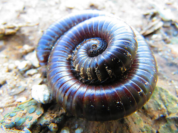 Animals Art Print featuring the photograph Sonoran Desert Millipede by Judy Kennedy