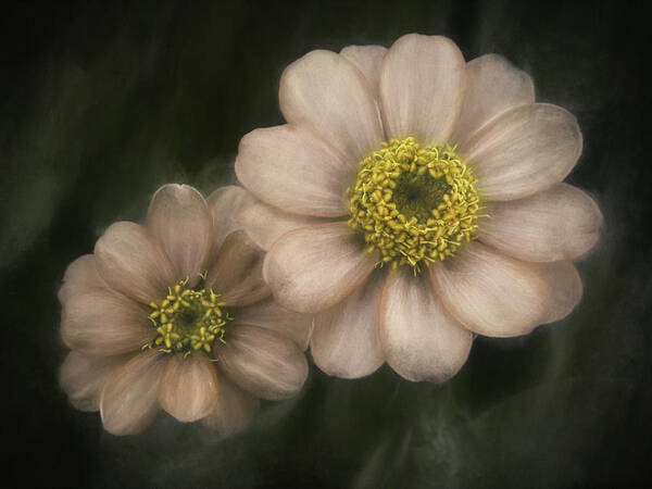 Flower Art Print featuring the photograph Soul Mates by Scott Norris