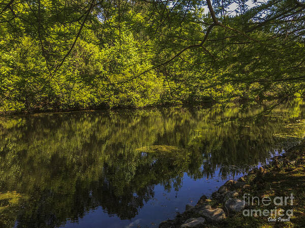 Pond Art Print featuring the photograph Southern Still Waters by Dale Powell