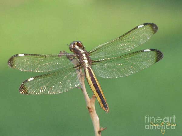 Insect Art Print featuring the photograph Spangled Skimmer Dragonfly Female by Donna Brown