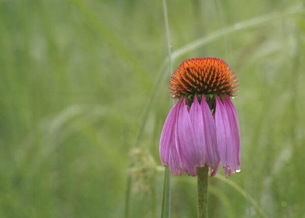 Daisy Art Print featuring the photograph Spent by Susan Rissi Tregoning