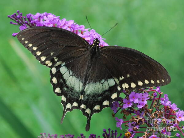 Butterfly Art Print featuring the photograph Spicebush Swallowtail by Randy Bodkins