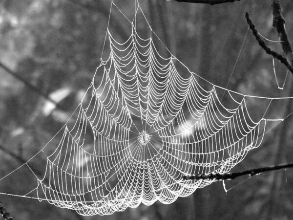 Morning Art Print featuring the photograph Spider Web Dew B W by David T Wilkinson