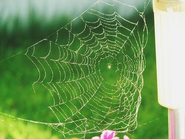 Web Art Print featuring the photograph Spider's Web by Sharon Duguay