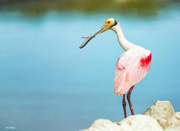 Roseate Art Print featuring the photograph Spoonbill Nesting by Fran Gallogly