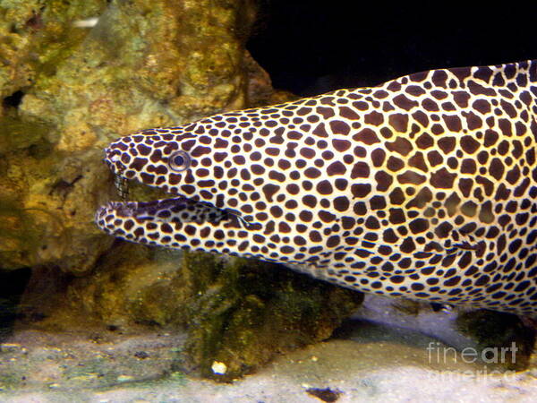 Eel Art Print featuring the photograph Spotted Eel by Terri Mills