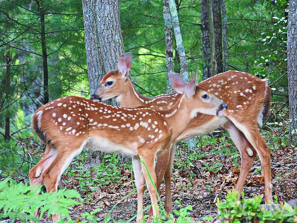Deer Art Print featuring the photograph Spotted Siblings by Joe Duket
