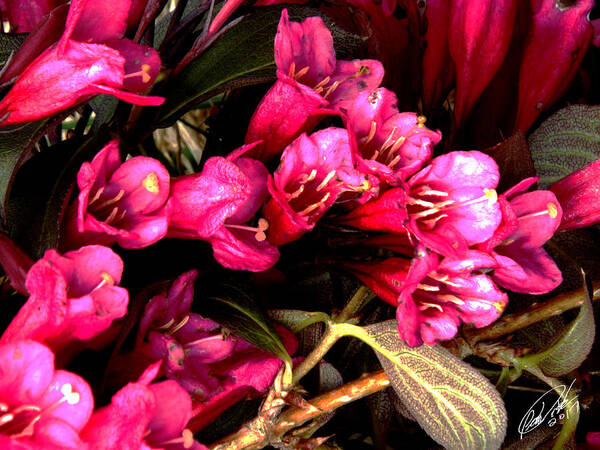 Perennial Red Shrub Pink Foliage Garden Spring Bouquet Colorful Vibrant Vivid Art Print featuring the digital art Spring Bouquet by Leon DeVose