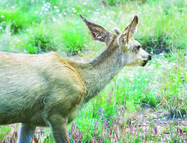 Animal Art Print featuring the photograph Spring Deer by Natalie Rotman Cote