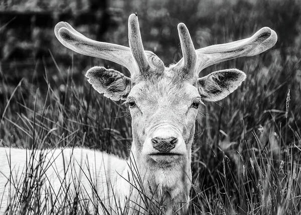 Spring Art Print featuring the photograph Spring Deer by Nick Bywater