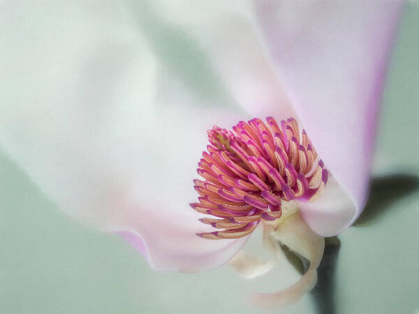 Magnolia Art Print featuring the photograph Spring is here. by Usha Peddamatham