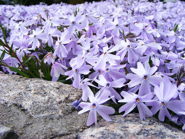 Phlox Art Print featuring the photograph Spring Phlox by Margie Avellino