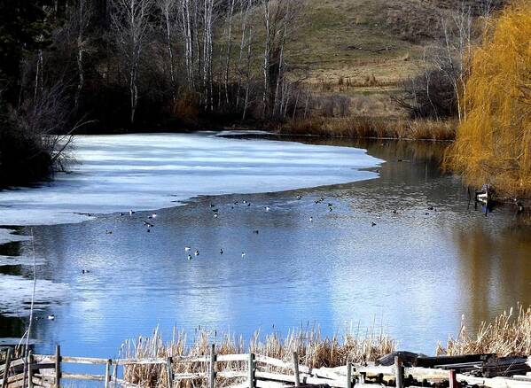 Pond Art Print featuring the photograph Spring Pond by Will Borden