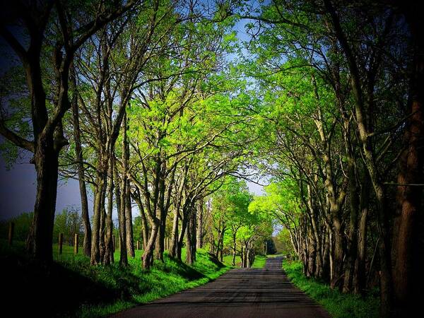 Virginia Art Print featuring the photograph Spring Road in Virginia by Joyce Kimble Smith