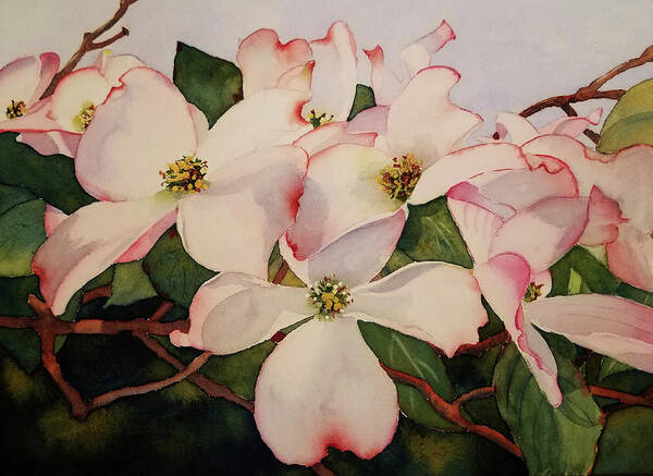 Dogwood Art Print featuring the painting Springtime Dogwood by Judy Mercer