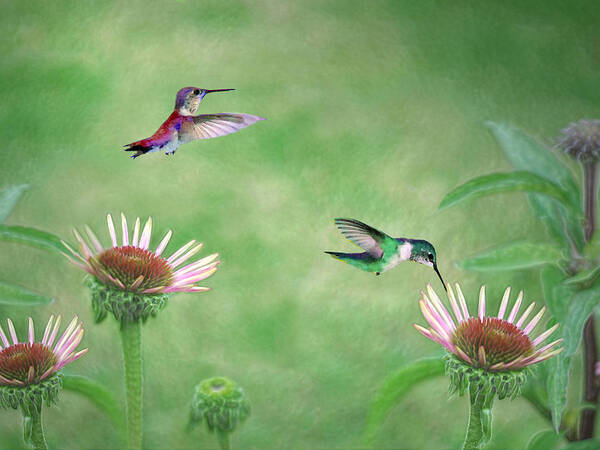 Hummingbirds Art Print featuring the digital art Springtime Nectar by Vicki Lea Eggen